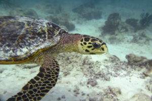 Audrey, hawksbill, adopted by Lesley Hawksbill turtle swimming over sandy reef, Komandoo Northside, Lhaviyani Atoll, Maldives. Image.