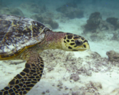 Hawksbill turtle swimming over sandy reef, Komandoo Northside, Lhaviyani Atoll, Maldives. Image.