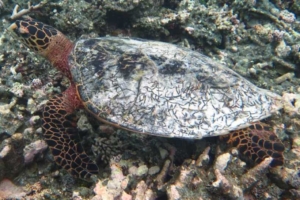 Dolores, hawksbill, adopted by Yoga Tage Claudia Shankari Zimmermann & Birgit Pöltl Hawksbill turtle, on rubble patch, Gaafu Alifu atoll, Maldives. Image.
