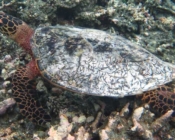 Hawksbill turtle, on rubble patch, Gaafu Alifu atoll, Maldives. Image.