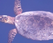 Hawksbill turtle, swimming in the blue, Kan’dahalagalaa, Gaafu Alifu atoll, Maldives. Image.