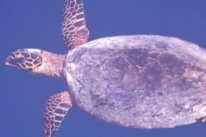Liam, hawksbill, adopted by Yoga Tage Claudia Shankari Zimmermann & Birgit Pöltl Hawksbill turtle, swimming in the blue, Kan’dahalagalaa, Gaafu Alifu atoll, Maldives. Image.