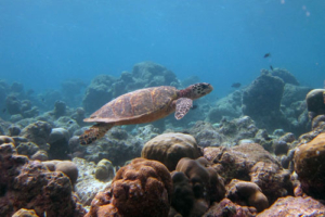 Ocean, hawksbill, adopted for Jude & Andrew Adopt a turtle. Image of hawksbill turtle, Lhaviyani Atoll, Maldives