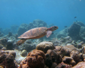 Adopt a turtle. Image of hawksbill turtle, Lhaviyani Atoll, Maldives