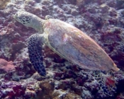 Hawksbill turtle swimming along reef slope, Tinga Giri, Lhaviyani Atoll, Maldives. Image.
