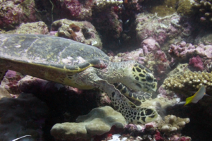 Kellie, hawksbill, adopted for Kellie, by Michael Krampf Hawksbill on colurful reef, Hithadhoo West, Laamu Atoll, Maldives. Image.
