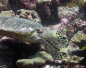 Hawksbill on colurful reef, Hithadhoo West, Laamu Atoll, Maldives. Image.