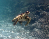 Hawksbill turtle, Kuredu Caves, Lhaviyani Atoll, Maldives
