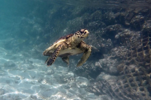 Luna, hawksbill, adopted by Andreas Geyer & Petra Schröder Hawksbill turtle, Kuredu Caves, Lhaviyani Atoll, Maldives