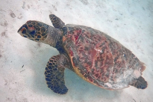 Mimi, hawksbill, adopted for Anoushka by Dr Thomas Semple Hawksbill turtle, Kandholu, Ari Atoll, Maldives. Image