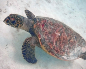 Hawksbill turtle, Kandholu, Ari Atoll, Maldives. Image