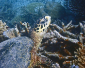 Adopted hawksbill, Maldives. Image