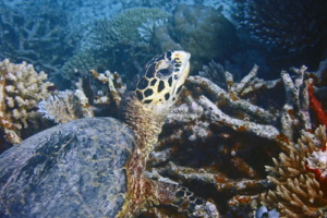 Charlie, adopted by Matthew Williams for Lukas. Adopted hawksbill, Maldives. Image
