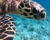 Close up of hawksbill face, Safari Island, Ari Atoll, Maldives. Image.