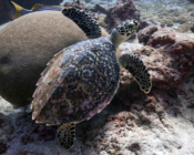 Hawksbill turtle, Hithadhoo Corner, Laamu Atoll, Maldives. Image.