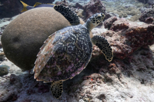 RoQue, hawksbill, adopted for Rowan & Quentin by Jamie Robinson. Hawksbill turtle, Hithadhoo Corner, Laamu Atoll, Maldives. Image.