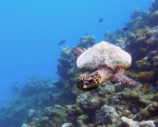 Hawksbill turtle swimming on Makunudho Reef, North Malé, Maldives. Image.