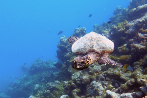 Margot, hawksbill, adopted Hawksbill turtle swimming on Makunudho Reef, North Malé, Maldives. Image.