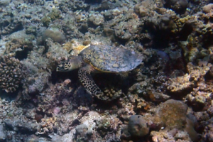 Nathan Bartholomew Lucas, hawksbill, adopted for Samuel Hawksbill turtle foraging on reef, Muthaafushi, Baa atoll, Maldives. Image.