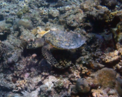 Hawksbill turtle foraging on reef, Muthaafushi, Baa atoll, Maldives. Image.