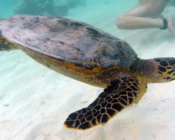 Hawksbill turtle, OBLU Sangeli, North Malé Atoll, Maldives. Image.