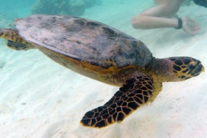 Tartaruga Genial, hawksbill, adopted by Diogo & Mariana Abreu. Hawksbill turtle, OBLU Sangeli, North Malé Atoll, Maldives. Image.