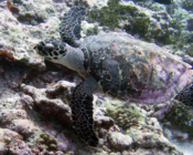 Hawksbill turtle, Kurethi, Laamu Atoll, Maldives. Image.