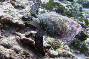 Kaja, hawksbill, adopted by Kaja. Hawksbill turtle, Kurethi, Laamu Atoll, Maldives. Image.