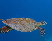Hawksbill turtle, swimming in the blue, Constance Moofushi Drop-Off, South Ari atoll, Maldives. Image.