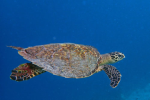 Simon, hawksbill, adopted by Yoga Tage Claudia Shankari Zimmermann & Lis Mitterrutzner Hawksbill turtle, swimming in the blue, Constance Moofushi Drop-Off, South Ari atoll, Maldives. Image.