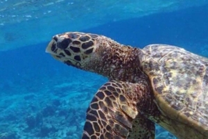 Elisa, hawksbill, adopted by Yoga Tage Claudia Shankari Zimmermann & Nicole Witthoefft Hawksbill turtle, swimming up to surface, Bathala House Reef, North Ari, Maldives. Image.