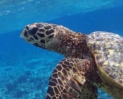 Hawksbill turtle, swimming up to surface, Bathala House Reef, North Ari, Maldives. Image.