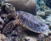 Hawksbill turtle, foraging on reef, Madivaru, North Ari, Maldives. Image.