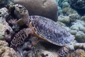 Liam, hawksbill, adopted by Yoga Tage Claudia Shankari Zimmermann & Verena Metzler Hawksbill turtle, foraging on reef, Madivaru, North Ari, Maldives. Image.