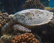 Hawksbill turtle, foraging on coral reef, Veligandu Reef, North Ari atoll, Maldives. Image.