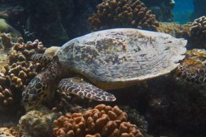 Ida, hawksbill, adopted by Yoga Tage Claudia Shankari Zimmermann & Nicole Witthoefft Hawksbill turtle, foraging on coral reef, Veligandu Reef, North Ari atoll, Maldives. Image.
