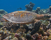 Hawksbill turtle, swimming over reef, Veligandu Reef, North Ari, Maldives. Image.