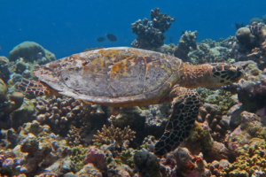 Lucy, hawksbill, adopted by Yoga Tage Claudia Shankari Zimmermann & Nicole Witthoefft Hawksbill turtle, swimming over reef, Veligandu Reef, North Ari, Maldives. Image.