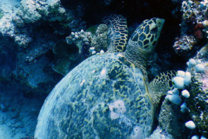 Joy, hawksbill, adopted by Yoga Tage Claudia Shankari Zimmermann & Nicole Witthoefft Hawksbill turtle, foraging in reef, Madivaru, North Ari atoll, Maldives. Image.