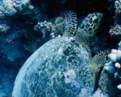 Hawksbill turtle, foraging in reef, Madivaru, North Ari atoll, Maldives. Image.