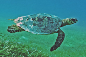 Akila, hawksbill, adopted by Laura Potts for Akila Adopted hawksbill turtle. Maldives. Image