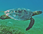Adopted hawksbill turtle. Maldives. Image