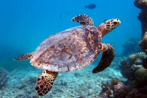 Hazlenut, hawksbill, adopted by Sophia Nasif Hawksbill turtle swimming over reef, Hithadhoo Inside Reef, Laamu Atoll, Maldives. Image.