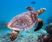 Hawksbill turtle swimming over reef, Hithadhoo Inside Reef, Laamu Atoll, Maldives. Image.