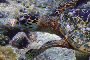 Erna, hawksbill, adopted by Yoga Tage Claudia Shankari Zimmermann & Lis Mitterrutzner Hawksbill turtle, swimming on reef, Dhidhdhoo, South Ari, Maldives. Image.