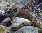 Hawksbill turtle, swimming on reef, Dhidhdhoo, South Ari, Maldives. Image.