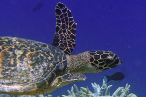 Abundantia, hawksbill, adopted by Yoga Tage Claudia Shankari Zimmermann & Lis Mitterrutzner Hawksbill turtle, swimming away from reef, Fishbank, South Ari, Maldives. Image.