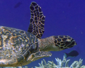Hawksbill turtle, swimming away from reef, Fishbank, South Ari, Maldives. Image.