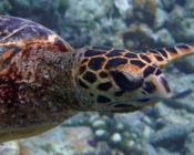 Hawksbill turtle, swimming on reef, Dhidhdhoo Beyru, South Ari atoll, Maldives. Image.