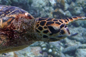 Liebe, hawksbill, adopted by Yoga Tage Claudia Shankari Zimmermann & Lis Mitterrutzner Hawksbill turtle, swimming on reef, Dhidhdhoo Beyru, South Ari atoll, Maldives. Image.